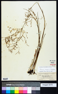 Juncus abortivus image