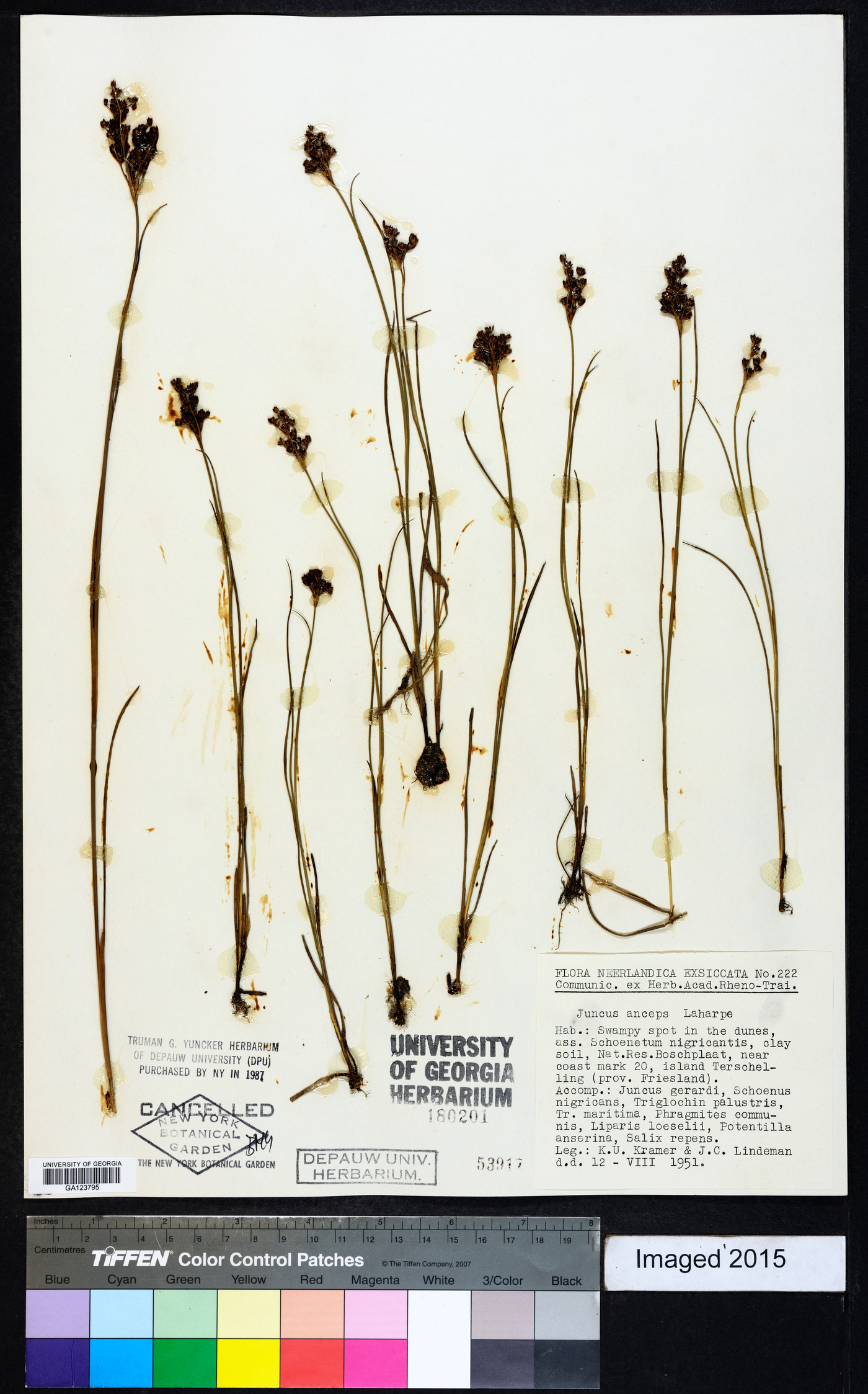 Juncus anceps image