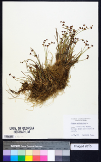 Juncus articulatus image