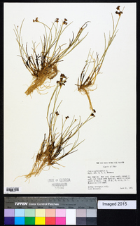 Juncus articulatus image