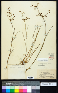 Juncus articulatus image