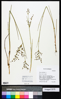 Juncus articulatus image