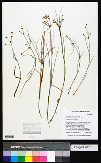 Juncus articulatus image