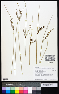 Juncus balticus subsp. littoralis image