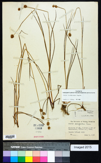 Juncus brachycarpus image