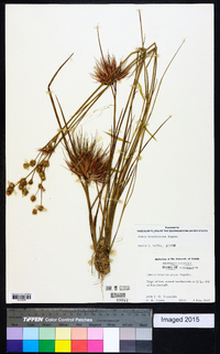 Juncus brachycarpus image