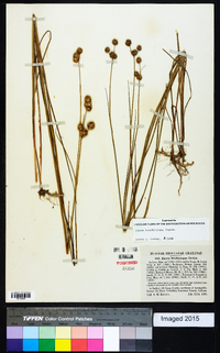 Juncus brachycarpus image