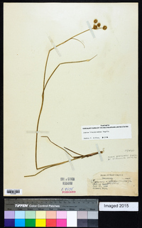 Juncus brachycarpus image