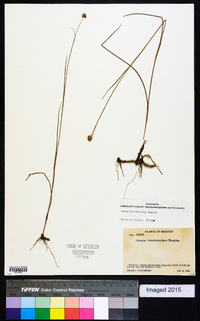 Juncus brachycarpus image