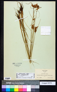 Juncus brachyphyllus image