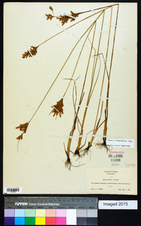 Juncus brachyphyllus image