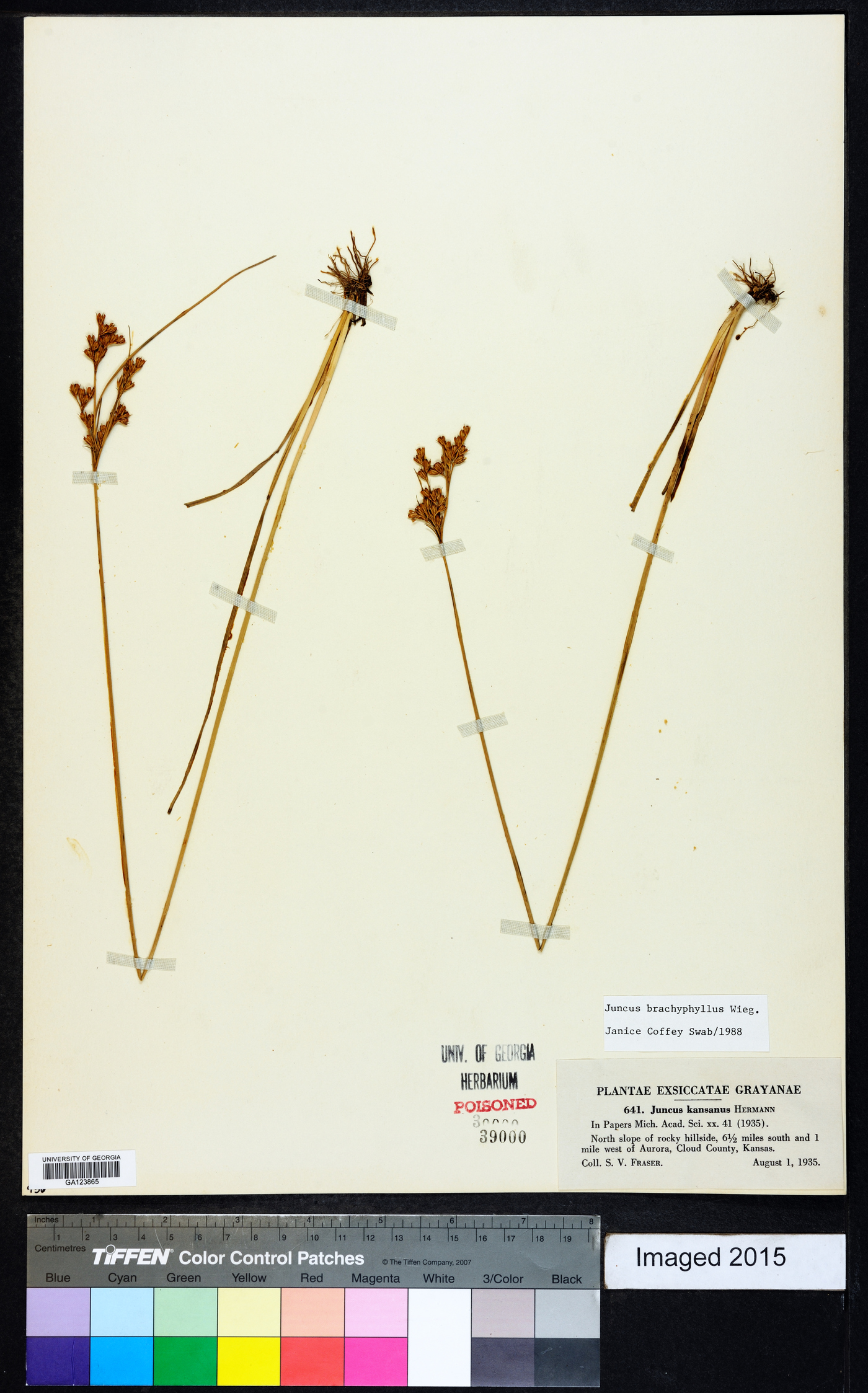 Juncus brachyphyllus image