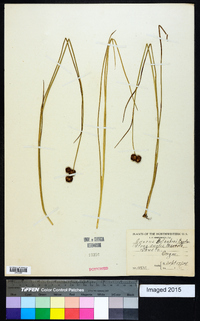 Juncus bolanderi image