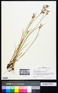 Juncus brevicaudatus image