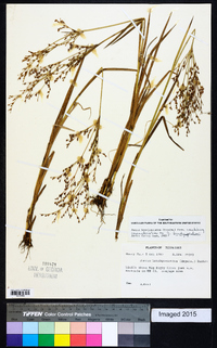 Juncus brevicaudatus image