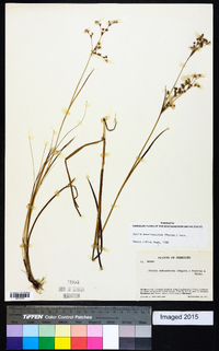 Juncus brevicaudatus image