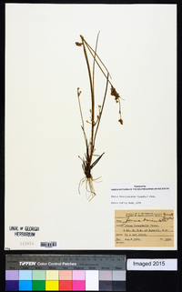 Juncus brevicaudatus image