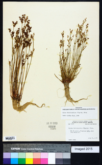 Juncus brevicaudatus image