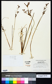 Juncus brevicaudatus image