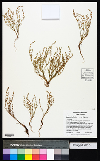 Juncus bufonius var. bufonius image