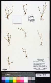 Juncus bufonius var. bufonius image