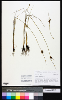 Juncus confusus image