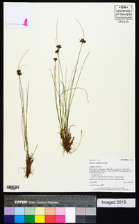 Juncus confusus image