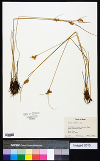 Juncus confusus image