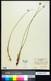 Juncus confusus image