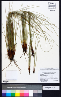 Juncus coriaceus image