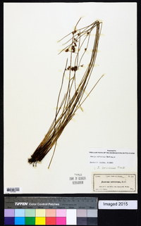 Juncus coriaceus image