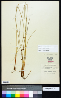 Juncus coriaceus image