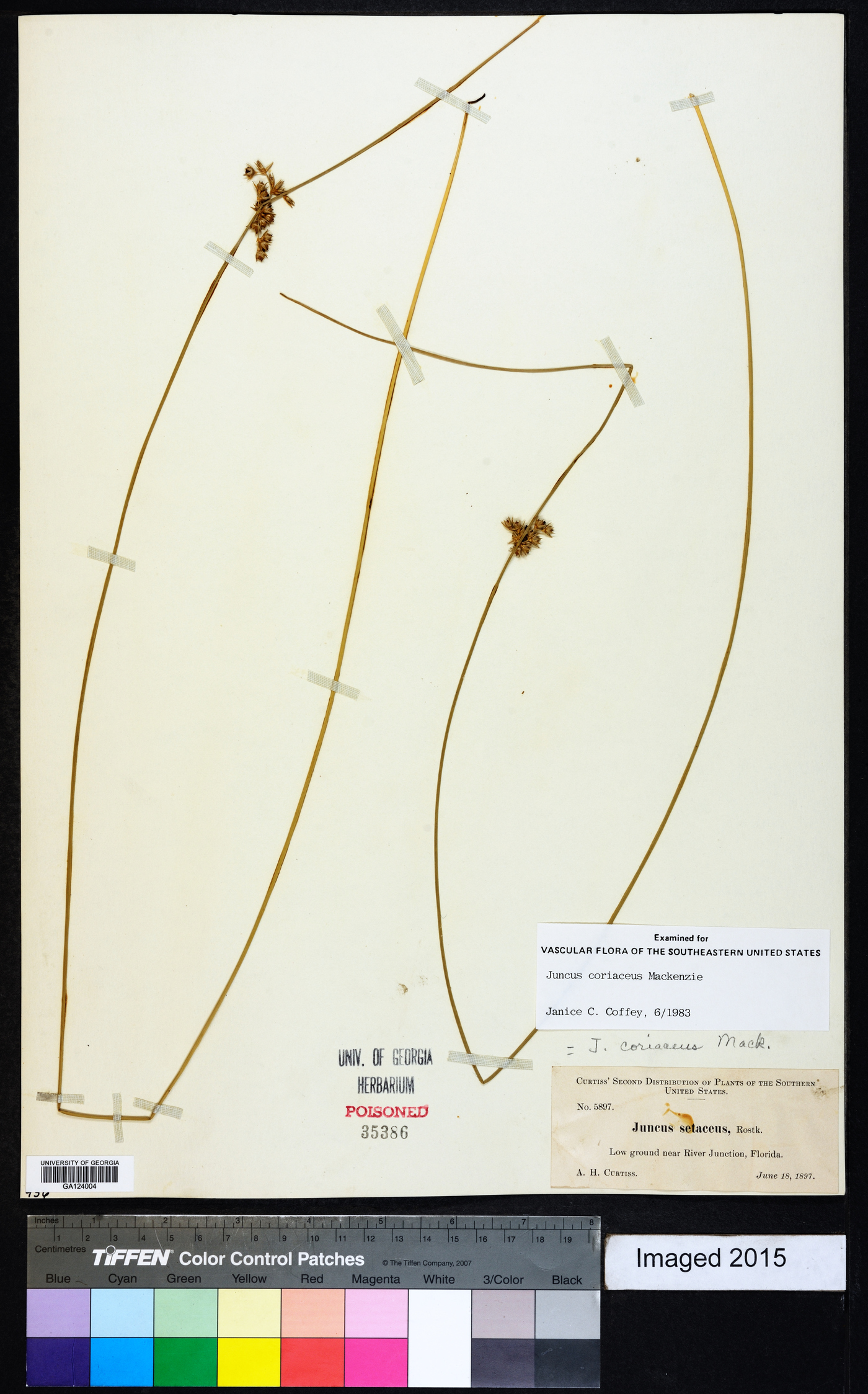 Juncus coriaceus image