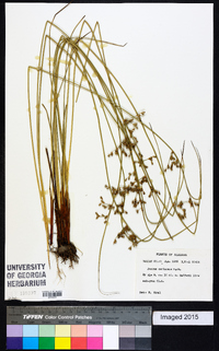 Juncus coriaceus image