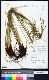 Juncus coriaceus image