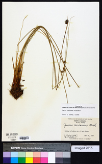 Juncus coriaceus image