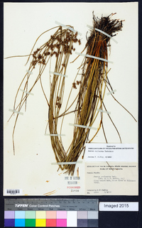 Juncus coriaceus image