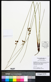 Juncus coriaceus image