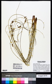 Juncus coriaceus image