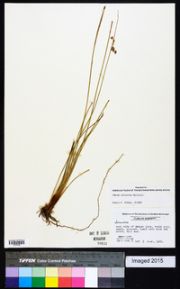 Juncus coriaceus image