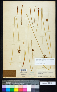 Juncus coriaceus image