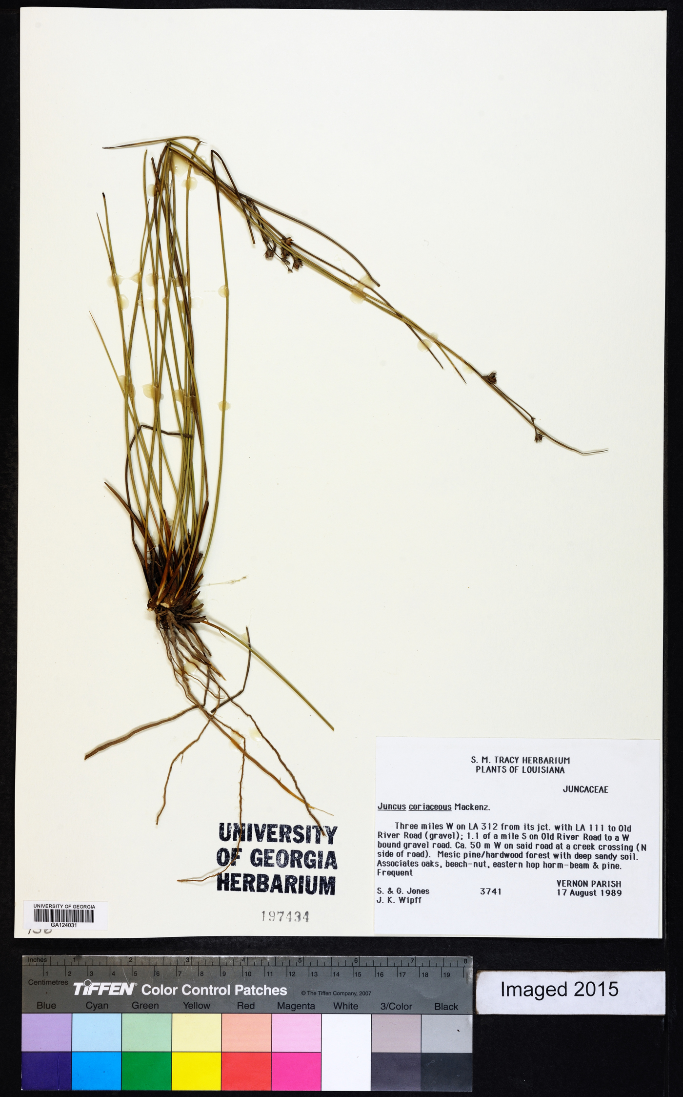 Juncus coriaceus image