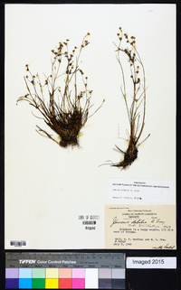 Juncus debilis image