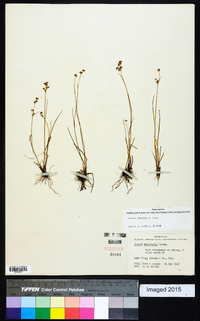 Juncus debilis image