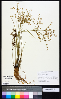 Juncus debilis image