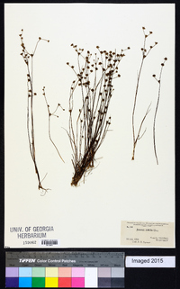 Juncus debilis image