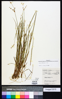 Juncus debilis image