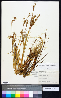 Juncus debilis image