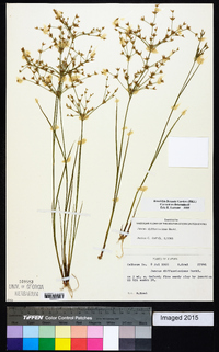 Juncus diffusissimus image