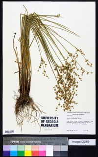 Juncus diffusissimus image